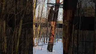 Леопарды и зонтик)