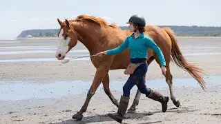 Setting Horses Free At The Beach | Liberty & Bridleless Riding