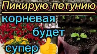 Пикирую и подкармливаю.🌺 Корневая будет отличной👍.