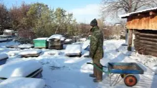 Постановка пчелосемей в надземный зимовник.