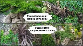 Можжевельник Принц Уэльский. Формировка, прореживание кроны.