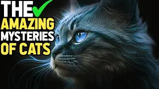 Cats are Very IMPORTANT in Islam, HERE IS WHY... (The Amazing Mysteries Of Cats)