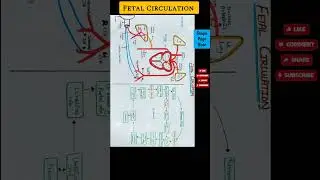 Fetal circulation