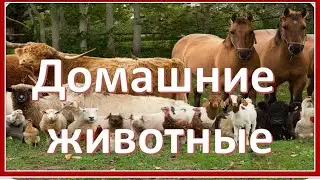 Домашние животные