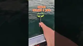 Окуни сходят с ума! #fishing #рыбалка #shorts