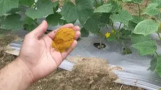Важно при посадке огурцов положить это в лунку! Огурцов всегда будет много если делать так!