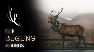 Elk Bugle Sounds | Relaxing Elk Sound Effects | Relaxing Music #elk #bugle