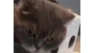 ИНОПРИШЕЛЕНЕЦ