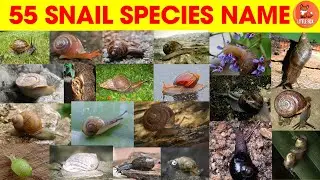 🐌 Learn Top 55 Land Snail Species Names in English for Kids! 