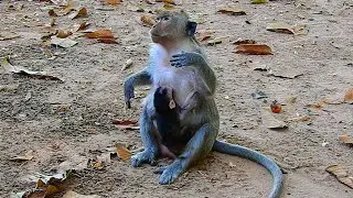 OMG, Poor baby monkey Jason just born, Why mom Jill act hate her baby like this?
