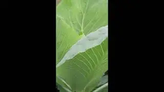 Когда сеять капусту на рассаду  точные сроки для любого региона!  