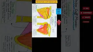 Rotator cuff muscles