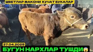 Ёш кучат букалар шветлар МАКОНИ бозор жим нархлар Дим андижон коргонтепа 2025