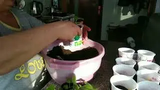 Пересадка растений Цветущей Цинерарии способом перевалки.