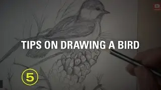 No. 17 - Drawing a Bird: Tips for Boosting Dimension and Adding Life — A Drawing Critique