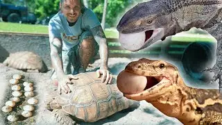 Giant lizards eating Tortiose EGGS ! 🤯 🥚