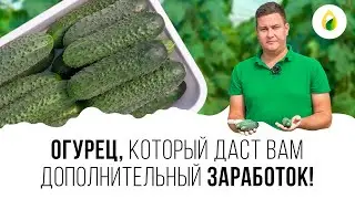 ЭТОТ ОГУРЕЦ, ДАСТ ВАМ ЗАРАБОТАТЬ!