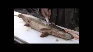 Диалоги о рыбалке -  107 Финляндия