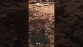 There's a unique stray CAT you can find 