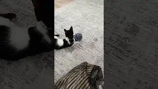 kedi iple oynuyor