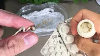 Сумасшедшая Всхожесть Любых Семян! Супер Способ