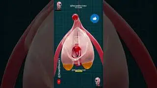 CIit-oris Anatomy - Resting/Aroused CIit-oris. 💥⚡🍁