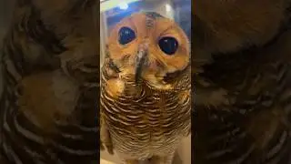 Love your pet, Bibib the Owl!🦉❤️