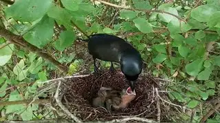 Racket-tailed treepie bird Feed the baby in the nest well (9) Racket-tailed treepie bird