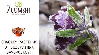 КАК ЗАЩИТИТЬ РАСТЕНИЯ ОТ ВОЗВРАТНЫХ ЗАМОРОЗКОВ!