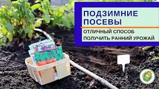ПОСЕВЫ  ПОД ЗИМУ - что можно посеять, какая технология и особенности