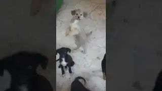 Lovely Little Dogs
