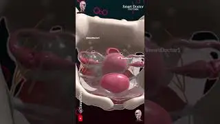 Female Pelvic Organs | Uterus and Bladder ♀️✨‍♀️