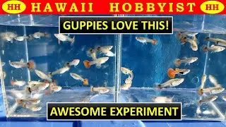 Make Your Guppy Fish GROW FAST!!  Amazing Results.