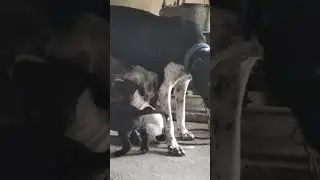 Pakistani Bully Puppy Available Import Quality 👹 