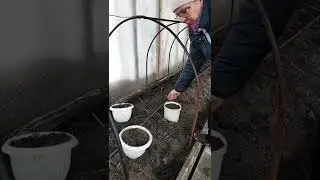 Мои три правила при высаживании томатов в теплицу