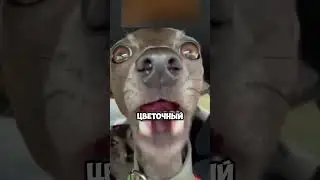 Подарили щенка 🐶🐶 