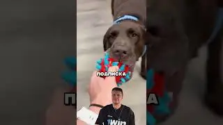 ОШЕЙНИК-ПЕРЕВОДЧИК ДЛЯ ЖИВОТНЫХ 🤯