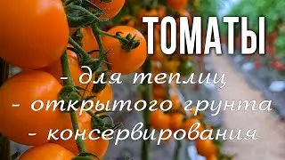 Лучшие сорта томатов и томатов черри для открытого грунта и теплиц. Сорта томатов для консервации.