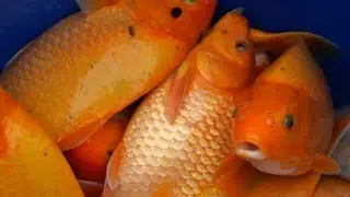Karpi KOI Stocking up the Quarry Bakal