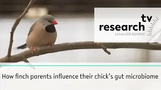 How finch parents influence their chick's gut microbiome - research_tv