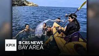 Rarely seen oarfish found in Southern California