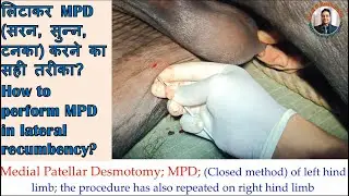 #MPD in buffalo bull/#Upward fixation of patella in a bull/#सरन, टनका, चिटकी, का आपरेसन कैसे करे?