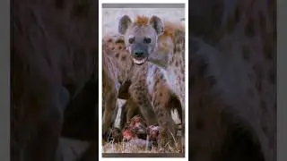 Гиены и их жесткий матриархат!