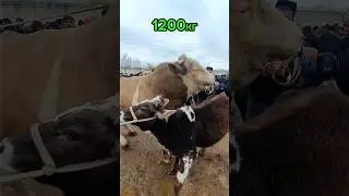 40 минг дан тирик вазнга барака. Гигант симментал 