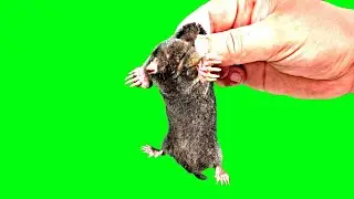 How to catch a mole