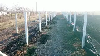 Укрываем виноград на зиму!