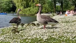 Graylag Geese & Goslings Chase Other Geese but Don't Mind Humans