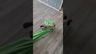 Скотовий рейсинг