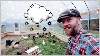 Greenhouse Chickens| Moving ALL to the Ultimate Winter Coop