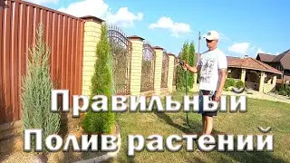 Полив растений  Как поливать правильно  Основные ошибки. Полив растений в жару. Время полива.